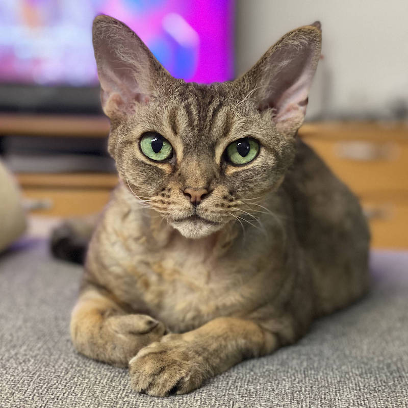 A well-built tabby brown-gray Devon Rex cat with green eyes, lying on his belly and staring directly at the camera.
